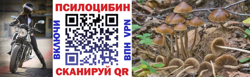 закладки  Зеленоградск  Псилоцибиновые грибы Psilocybine cubensis 
